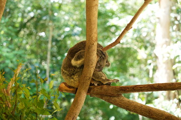 Koala sleeping cute on branch outside
