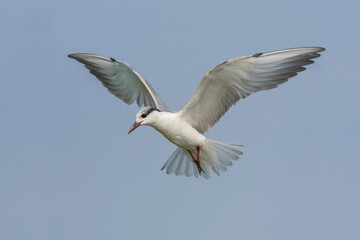 Whiskered Tern flying in the blue sky