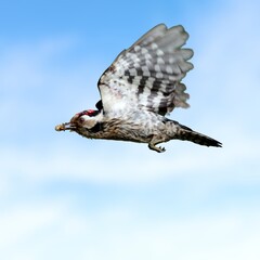 Lesser Spotted Woodpecker (Dryobates minor) – Small Woodpecker in Natural Habitat