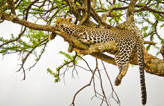 Leopard on a tree in its natural habitat in the African savannah