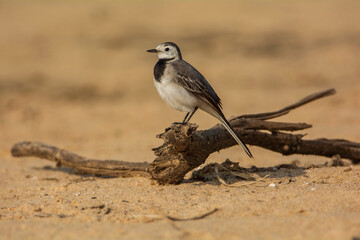 White Wagtail on branch