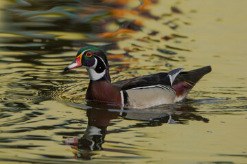 Wood duck in the water