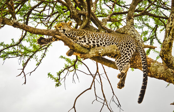 Leopard on a tree in its natural habitat in the African savannah
