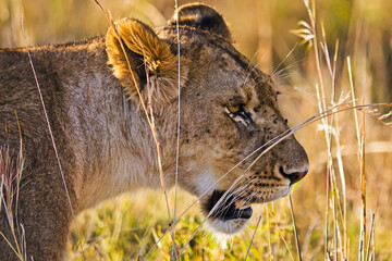 Lion in the wild in the African savannah. Lion - predator feline