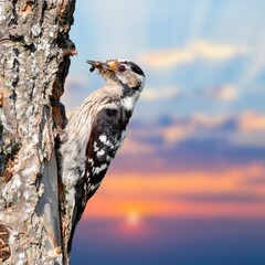 Lesser Spotted Woodpecker (Dryobates minor) – Small Woodpecker in Natural Habitat