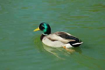 duck on the water
