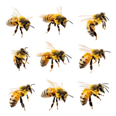 a stunning bee is flying, isolated on transparent background, macro,bee isolated on white background,