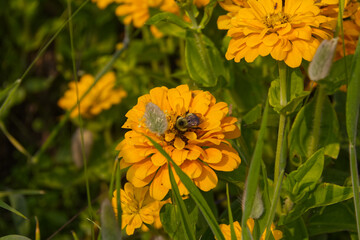 Bee Collecting Pollen from a Yellow Flower