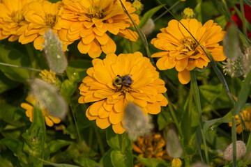 Bee Collecting Pollen from a Yellow Flower