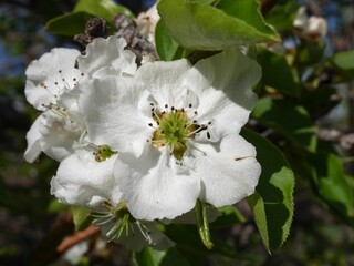 Burgundy Ussurian Pear tree flowers in spring, Colorado