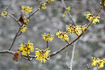 シナマンサク　Chinese witch hazel