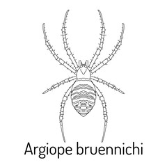 Black and white line drawing of Argiope bruennichi, the wasp spider. Detailed scientific illustration for coloring books, entomology studies, and educational materials.