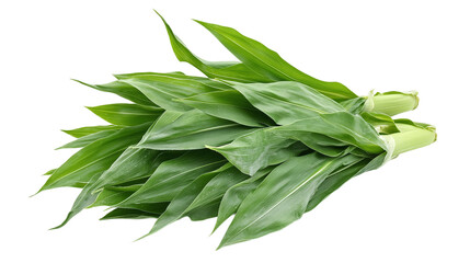 Green leaf corn field, isolated on transparent background, representing nature's agriculture and the growth of fresh, organic maize crops in a healthy garden.
