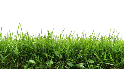 Obraz premium Green grass lawn meadow, isolated on transparent background, depicting a fresh spring or summer garden environment, representing outdoor herb plant growth.
