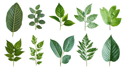 Green leaves of different shapes and sizes isolated on transparent background - high resolution png image.