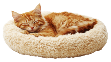 Orange cat sleeping in soft bed, isolated on transparent background, a domestic pet animal relaxing in a fluffy pillow bed, symbolizing comfort and rest.