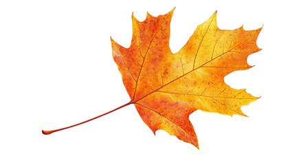 Fototapeta premium Realistic png of autumn leaf with transparent background for seasonal and nature-themed design projects, high-resolution fall foliage illustration ideal for artistic and decorative graphics.