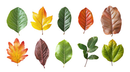 Fototapeta premium Sassafras leaves in different shapes and colors isolated on transparent background.