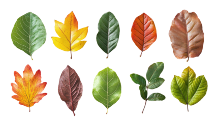 Sassafras leaves in different shapes and colors isolated on transparent background.