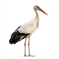 Elegant White Stork with Black Wing Tips Standing on White Background