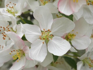 David Crabapple tree flowers in spring, Colorado