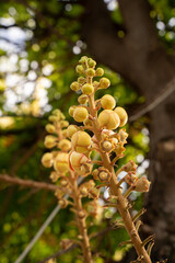 yellow flowers in the garden