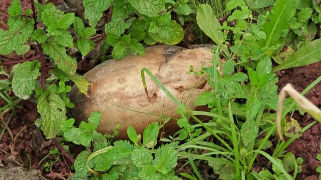 Rotten cucurbits on the ground.