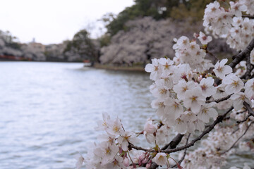 日本：大宮公園／「舟遊（しゅうゆう）池」を背景にした桜をクローズアップ／埼玉県さいたま市・3月