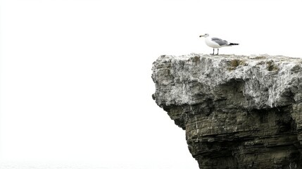Fototapeta premium Cliff Seagull Isolated Experience with White with Seagull