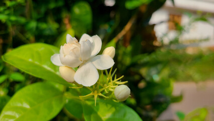 Close up view of Arabian jasmine.