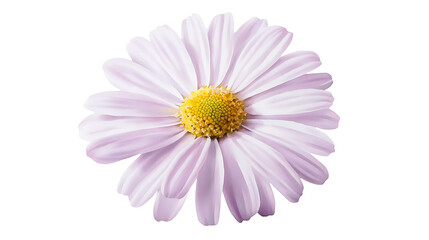 Fototapeta premium A close up of a white flower with a yellow center