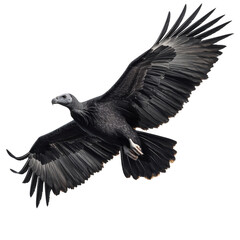 Fototapeta premium Majestic black vulture soaring gracefully through clear blue skies
