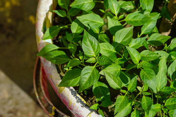 Chili Pepper Seedlings Thrive in a Weathered Pot