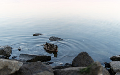 Suck along a rocky shore