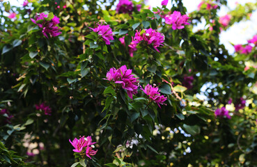 Paper flower was first discovered in Brazil. by a French botanist