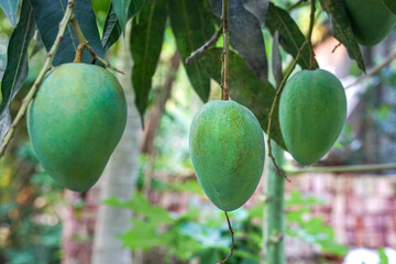 Big size green mangoes hanging on tree