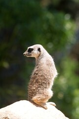 Fototapeta premium Meerkat Standing on a Rock – Alert Animal in Natural Habitat