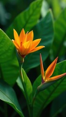 Obraz premium Lush green foliage supporting bright orange blooms, leaf, tropical