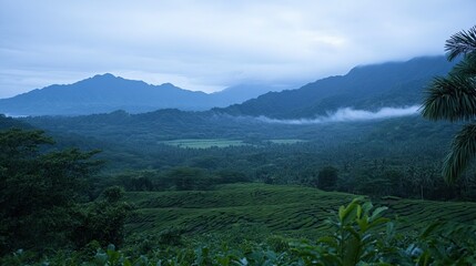Obraz premium A tea plantation in a valley, surrounded by misty mountains and lush greenery at dawn.