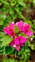 pink and white flowers