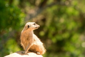 Meerkat Standing on a Rock – Alert Animal in Natural Habitat