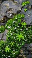 Moss and water droplets on the rock wall, showing texture and patterns. Background blur for stock photo