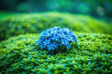 A vibrant cluster of azure blossoms nestled amongst verdant foliage, a serene scene of natural beauty