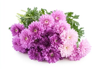 Obraz premium A bouquet of purple and pink chrysanthemums isolated on a white background, enhancing the floral beauty and natural charm of the flowers.