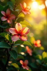 Fototapeta premium Frangipani tree foliage in warm sunlight filtering through leaves, hibiscus, blossom