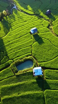Witness the vibrant green rice fields of Chiang Mai Thailand as sunlight bathes the landscape in a warm glow. Charming huts dot the fields, set against a serene backdrop of lush greenery.