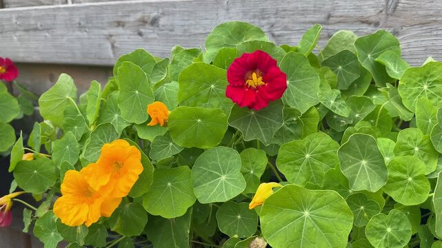 Vibrant red and orange nasturtium flowers with round green leaves growing in a garden planter