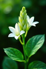 Fototapeta premium Delicate white blooms of chameleon plant unfold, green, bloom, flowers