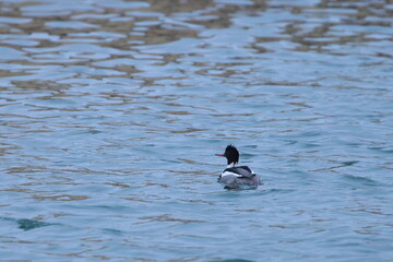 japanese duck