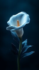 Calla lily bloom against dark blue